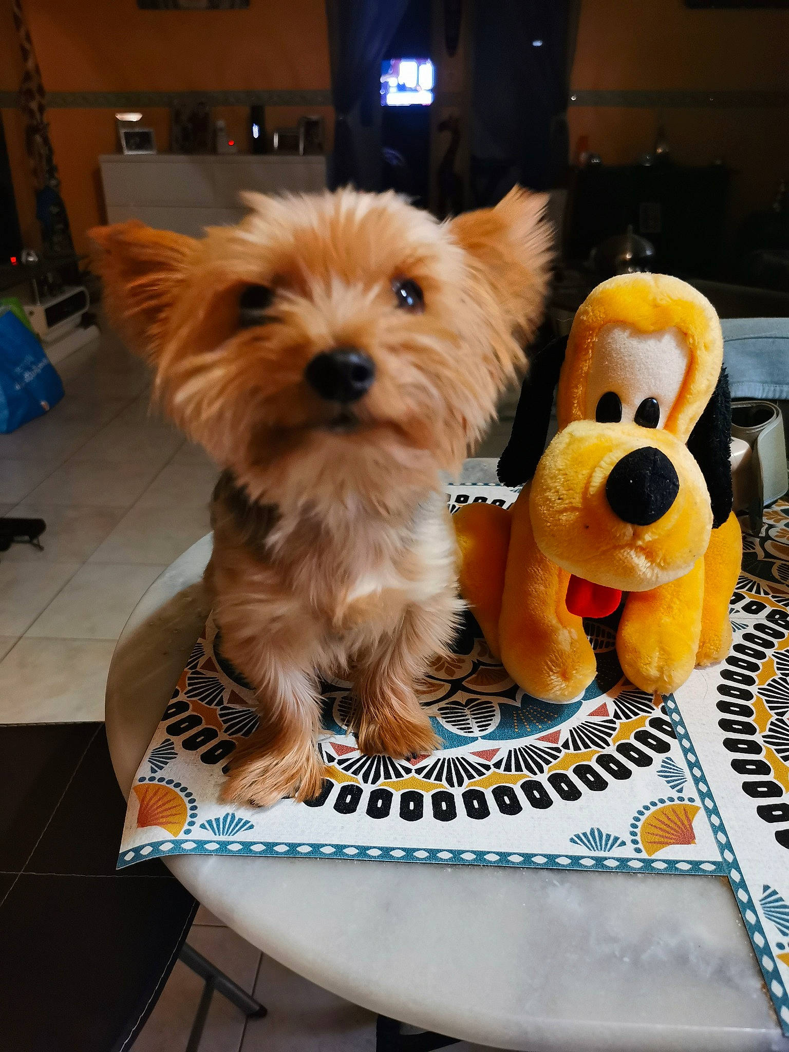 Mamouth a rejoint le concours — aidez-le/la à gagner de superbes lots ! canidae, carnivore, collar, companion_dog, dog, dog_breed, dog_clothes, dog_supply, fawn, flooring, fur, liver, pet_supply, small_terrier, snout, sporting_group, terrier, toy, toy_dog, working_animal