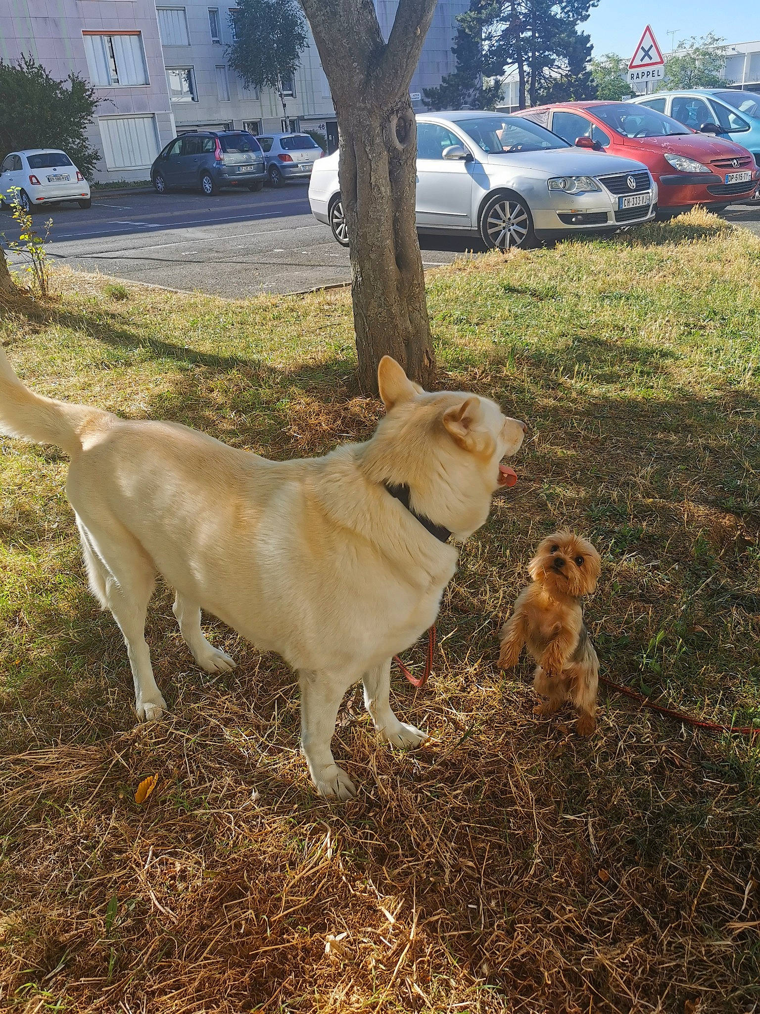 Mamouth participe au concours pour gagner de l'argent avec cette photo : building, canidae, car, carnivore, companion_dog, dog, dog_breed, fawn, grass, plant, sky, soil, sporting_group, tail, tire, tree, vehicle, wheel, wildlife, working_animal