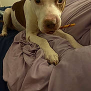 Hooch joined the competition — help win amazing prizes! dog, brown_and_white, chew_stick, blanket, bed, indoor, pet, canine, close_up, paw, fur, lying_down, looking, curious, snout, ears, animal, domestic, resting, soft_fabric