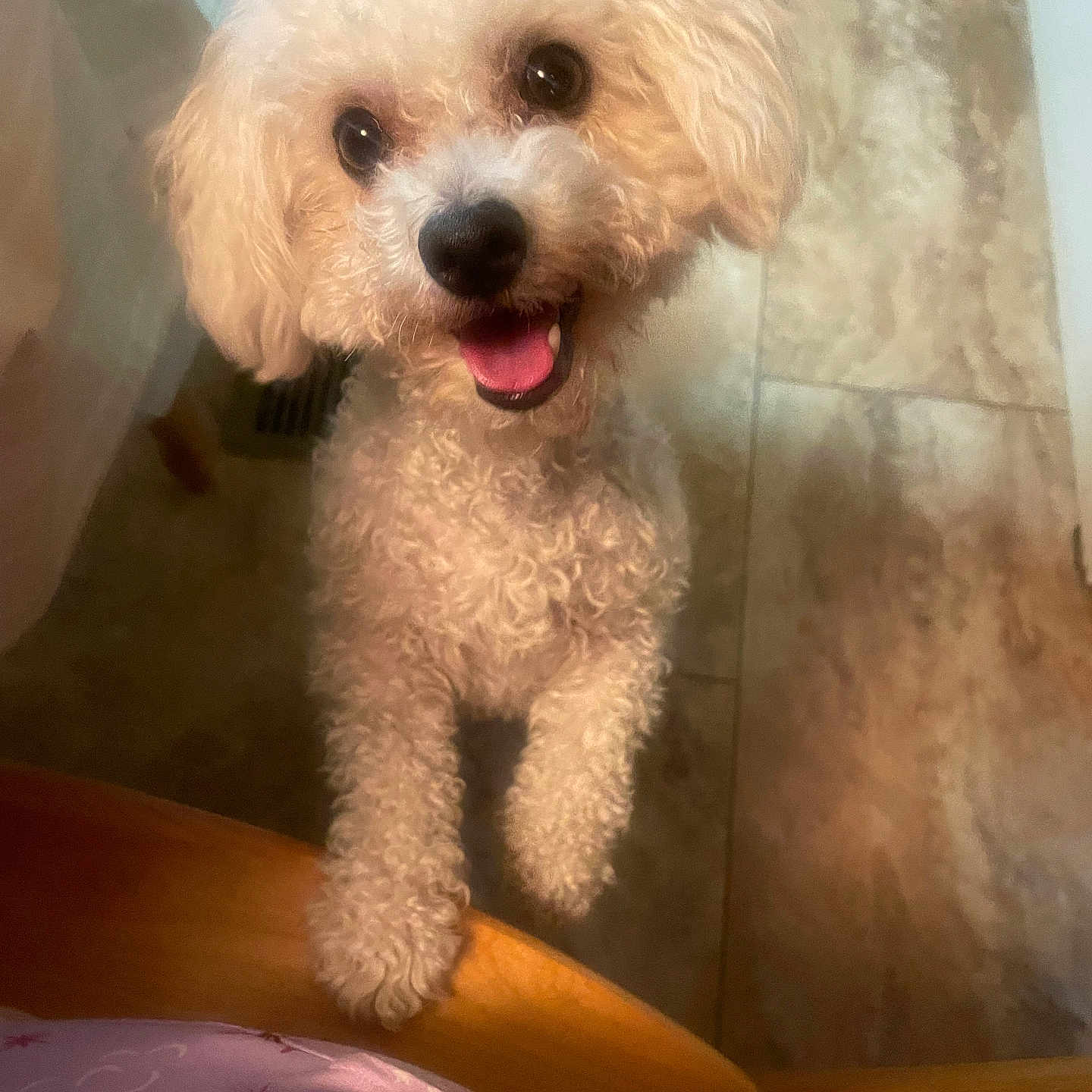 Bella