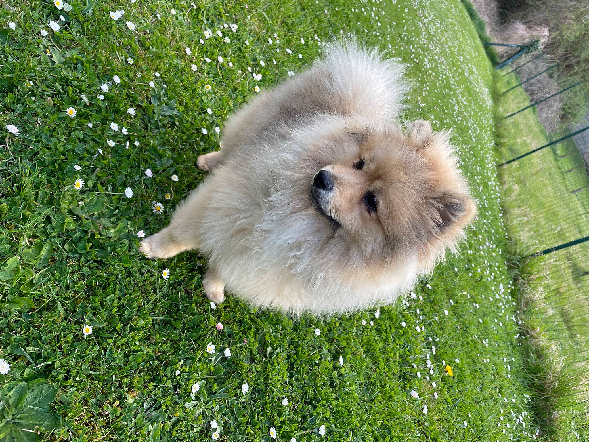 Milan participe au concours pour gagner de l'argent avec cette photo : carnivore, companion_dog, dog, dog_breed, fawn, fur, german_spitz, german_spitz_klein, german_spitz_mittel, grass, groundcover, insect, plant, snout, sporting_group, tail, terrestrial_animal, toy_dog, whiskers, working_animal