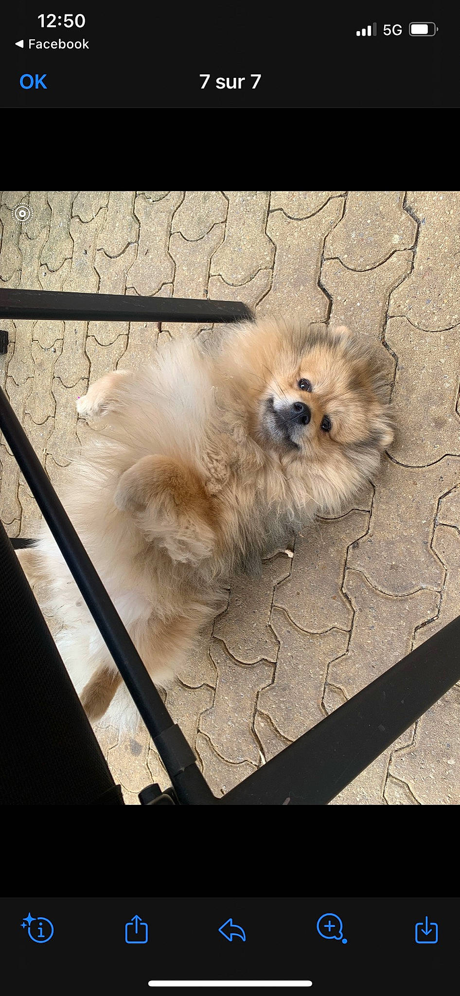 Milan a rejoint le concours — aidez-le/la à gagner de superbes lots ! canidae, carnivore, companion_dog, dog, dog_breed, fawn, felidae, fur, german_spitz, german_spitz_klein, metal, paw, small_to_medium_sized_cats, snout, spitz, sporting_group, tail, tints_and_shades, toy_dog, whiskers