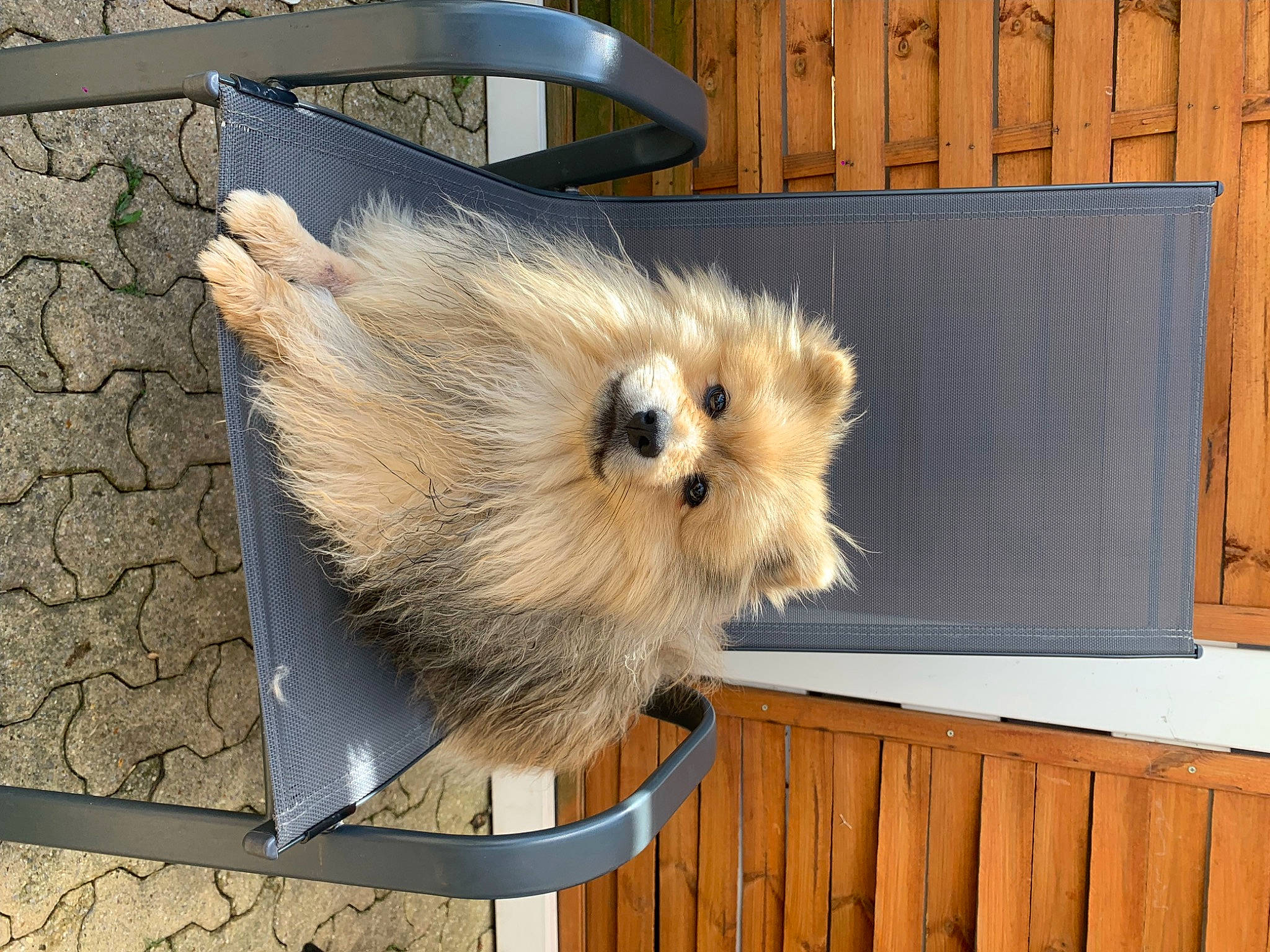 Milan participe au concours pour gagner de l'argent avec cette photo : cabinetry, canidae, carnivore, companion_dog, cupboard, dog, dog_breed, fawn, fence, german_spitz, german_spitz_klein, small_to_medium_sized_cats, snout, spitz, sporting_group, tail, toy_dog, whiskers, wing, wood