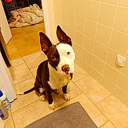 Ava a rejoint le concours — aidez-le/la à gagner de superbes lots ! dog, pet, indoor, tile_floor, mat, black_and_white, ears_up, curious, sitting, animal, brown, white, face, room, blanket, household, floor, tile_wall, clean, domestic