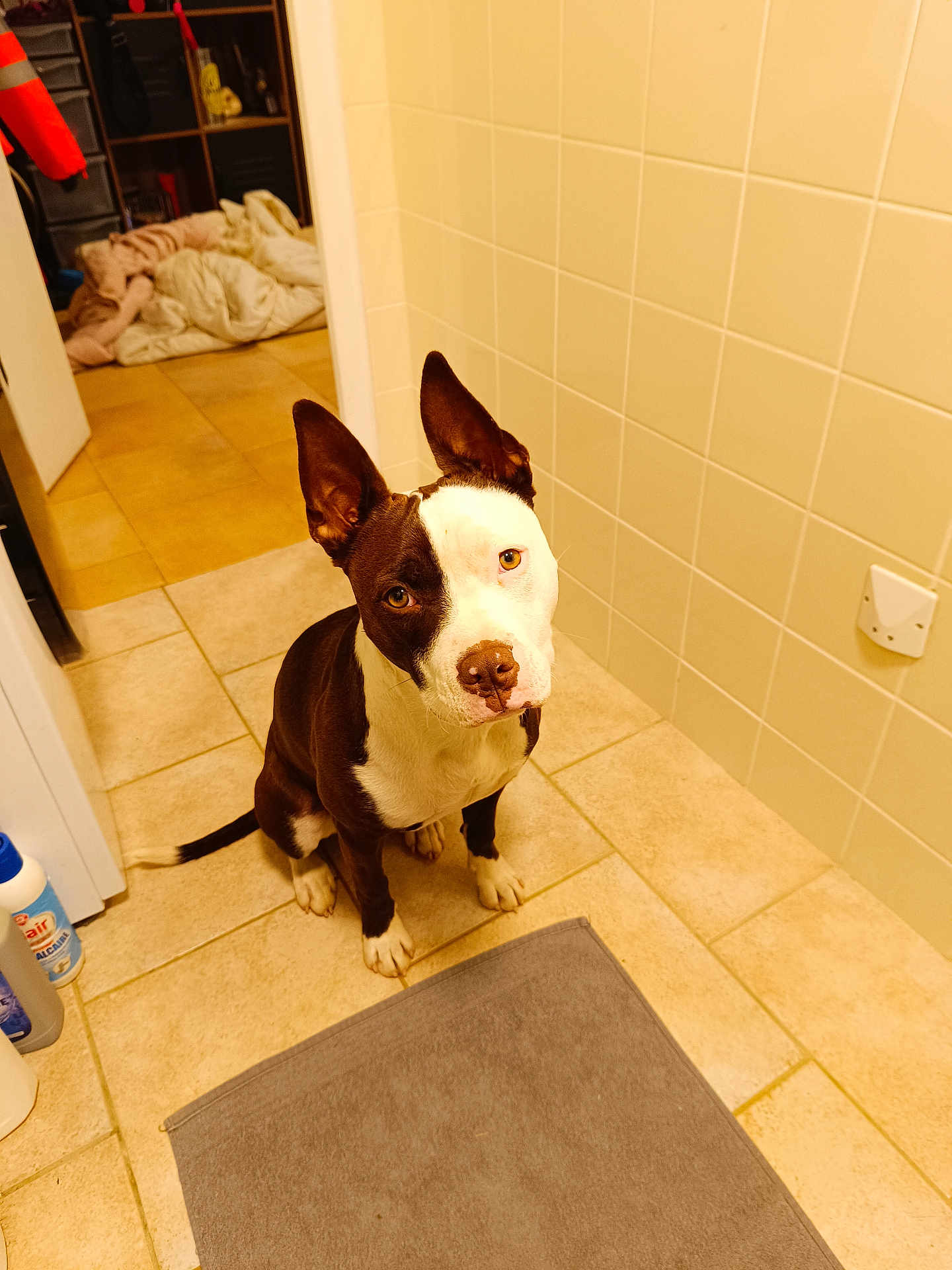 Ava a rejoint le concours — aidez-le/la à gagner de superbes lots ! dog, pet, indoor, tile_floor, mat, black_and_white, ears_up, curious, sitting, animal, brown, white, face, room, blanket, household, floor, tile_wall, clean, domestic