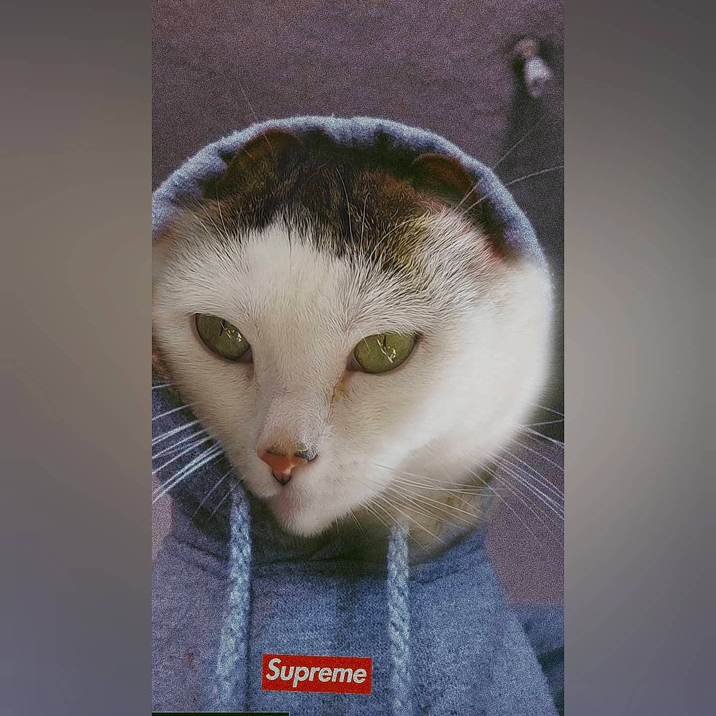 Lil Nugget joined the competition — help win amazing prizes! art, carnivore, cat, domestic_short_haired_cat, ear, eyelash, fawn, felidae, fur, iris, paw, pet_supply, photo_caption, small_to_medium_sized_cats, snout, tail, terrestrial_animal, whiskers