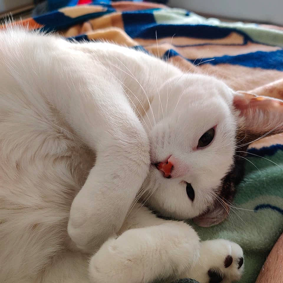 Lil Nugget is registered to the contest to win money with this photo: carnivore, cat, claw, comfort, domestic_short_haired_cat, fawn, felidae, foot, fur, nail, nap, paw, photography, sleep, small_to_medium_sized_cats, snout, tail, terrestrial_animal, whiskers