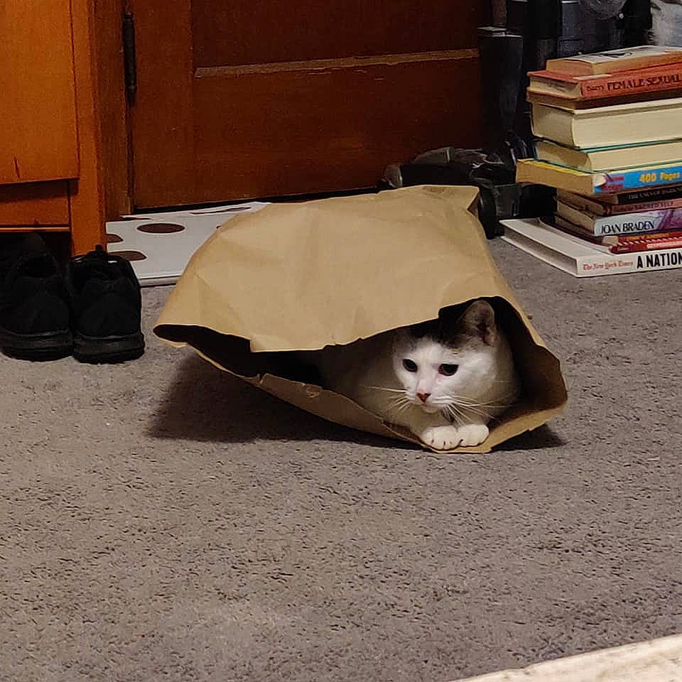 Lil Nugget is registered to the contest to win money with this photo: asphalt, automotive_tire, book, cardboard, carnivore, cat, comfort, domestic_short_haired_cat, fawn, felidae, floor, flooring, hardwood, publication, road_surface, shipping_box, small_to_medium_sized_cats, tail, whiskers, wood