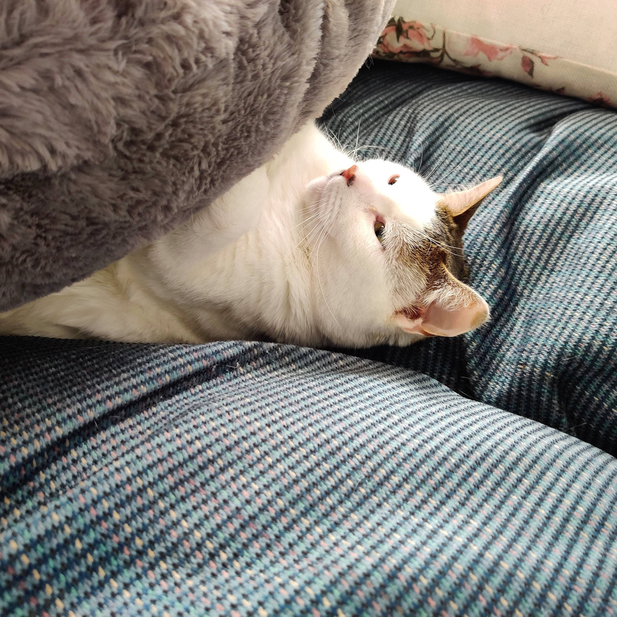 Lil Nugget joined the competition — help win amazing prizes! carnivore, cat, claw, comfort, companion_dog, dog_breed, domestic_short_haired_cat, fawn, felidae, fur, grey, linens, paw, skyscraper, small_to_medium_sized_cats, snout, sporting_group, tail, terrestrial_animal, whiskers