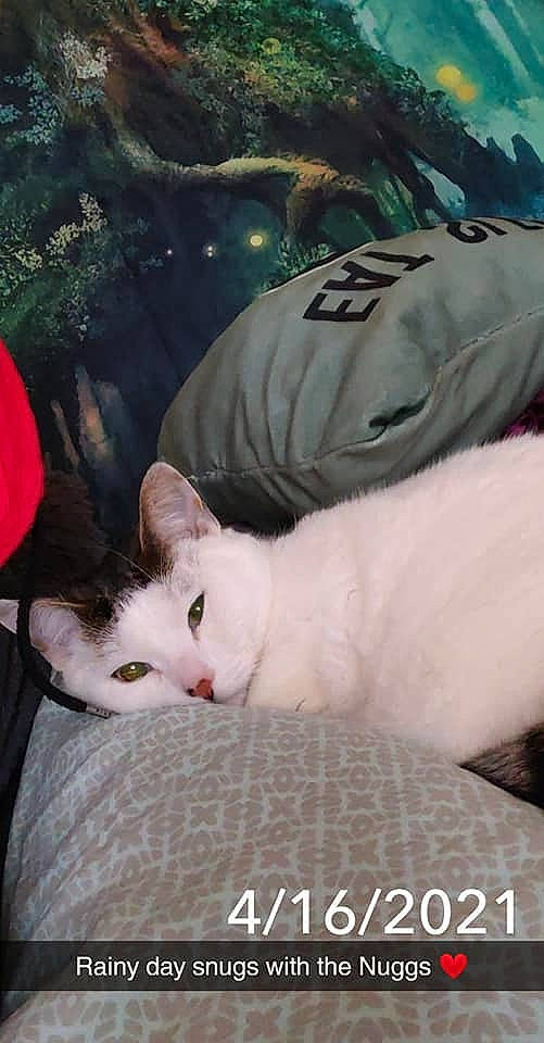 Lil Nugget joined the competition — help win amazing prizes! carnivore, cat, comfort, domestic_short_haired_cat, eye, fawn, felidae, fur, linens, nap, paw, plant, sitting, small_to_medium_sized_cats, snout, tail, tree, whiskers, winter