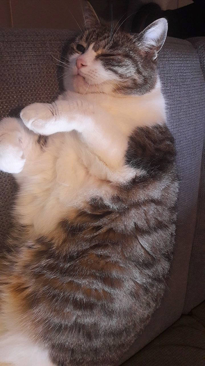 Baghera a rejoint le concours — aidez-le/la à gagner de superbes lots ! carnivore, cat, claw, domestic_short_haired_cat, door, ear, eye, fawn, felidae, foot, fur, paw, small_to_medium_sized_cats, snout, tail, terrestrial_animal, whiskers