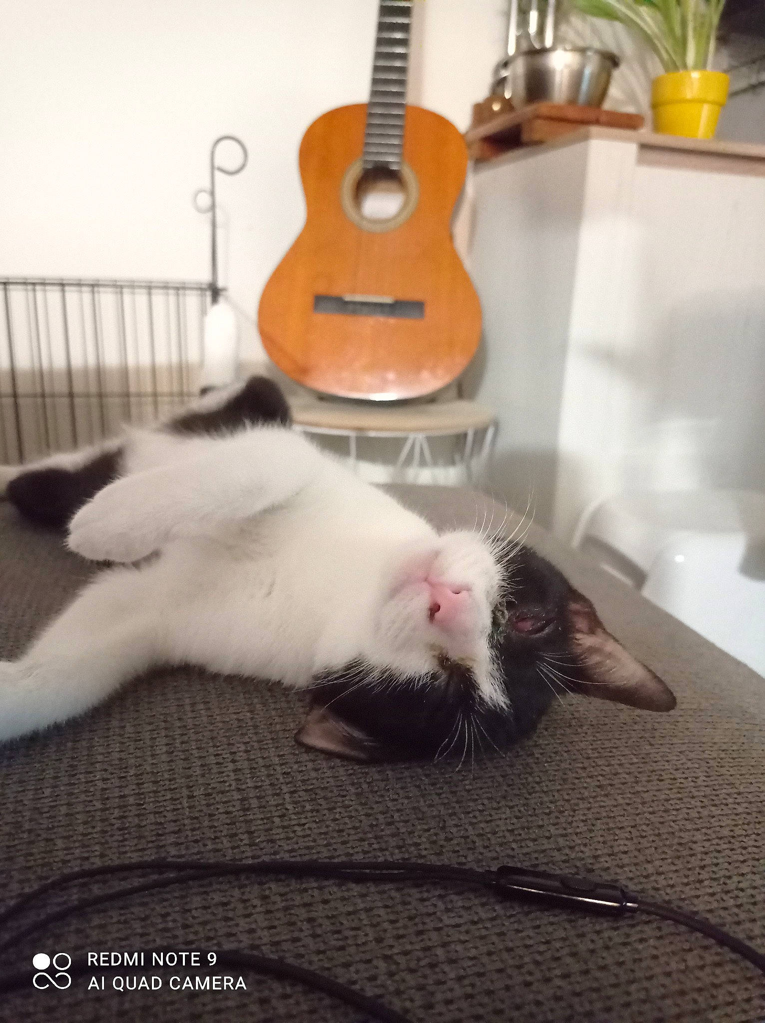 Max a rejoint le concours — aidez-le/la à gagner de superbes lots ! carnivore, cat, comfort, felidae, floor, flooring, foot, fur, grey, guitar_accessory, houseplant, musical_instrument, plucked_string_instruments, room, small_to_medium_sized_cats, snout, string_instrument, string_instrument_accessory, tail, whiskers