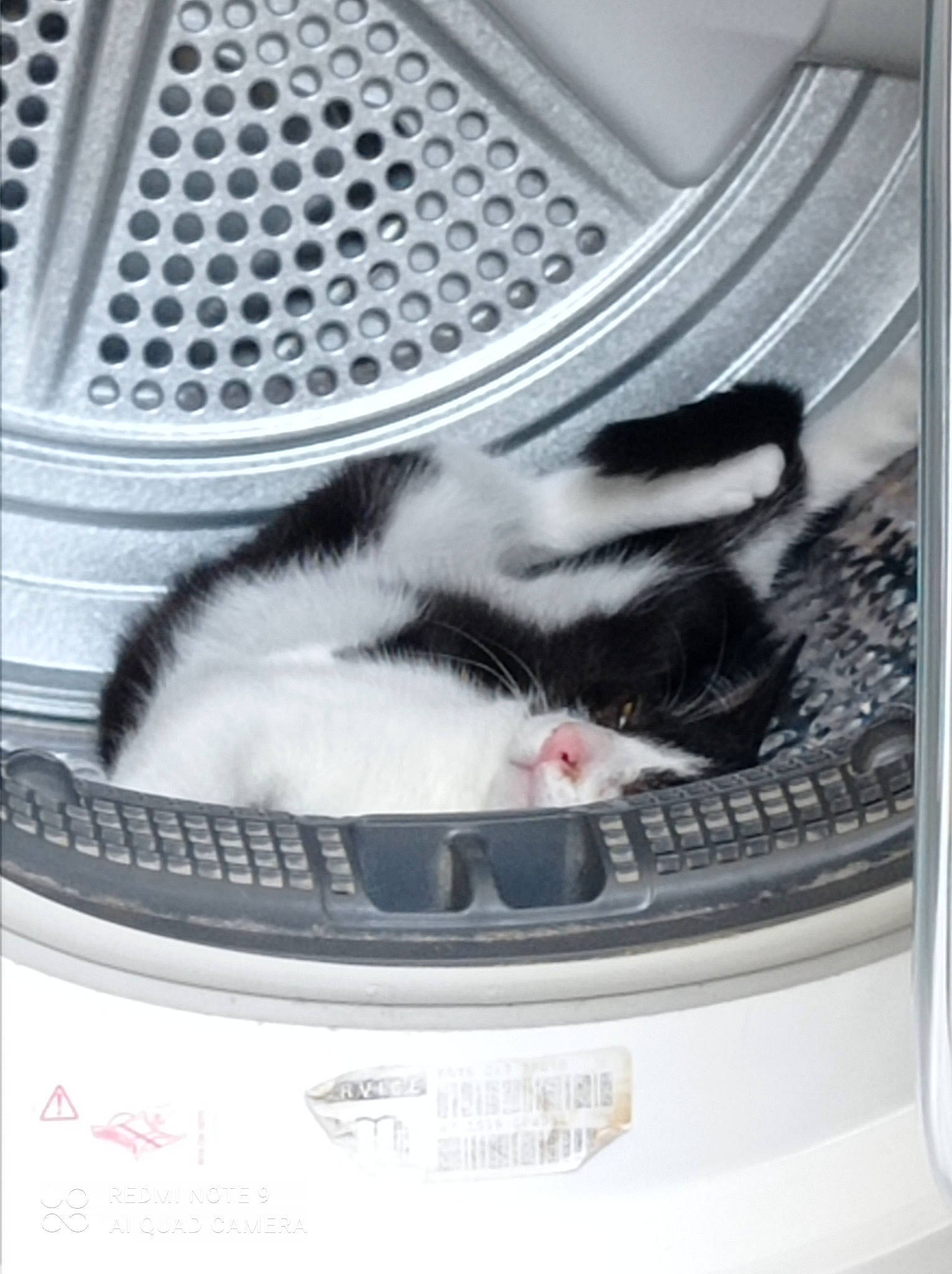 Max participe au concours pour gagner de l'argent avec cette photo : automotive_design, automotive_exterior, automotive_tire, carnivore, cat, cat_supply, comfort, domestic_short_haired_cat, felidae, fur, hood, mammal, pet_supply, small_to_medium_sized_cats, snout, tail, vehicle_door, whiskers, white, window