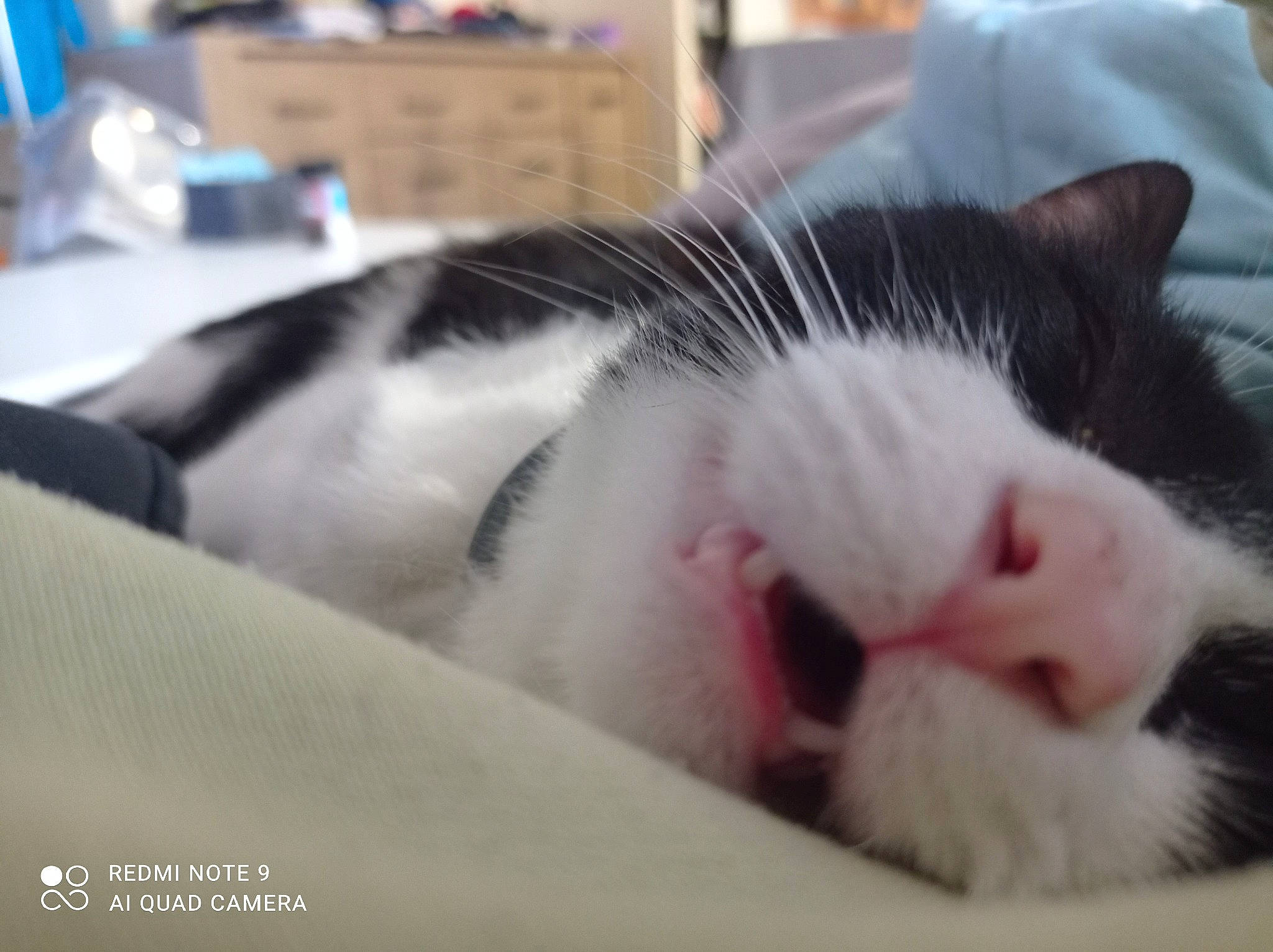 Max participe au concours pour gagner de l'argent avec cette photo : carnivore, cat, claw, comfort, domestic_short_haired_cat, felidae, fur, nap, paw, sleep, small_to_medium_sized_cats, snout, whiskers