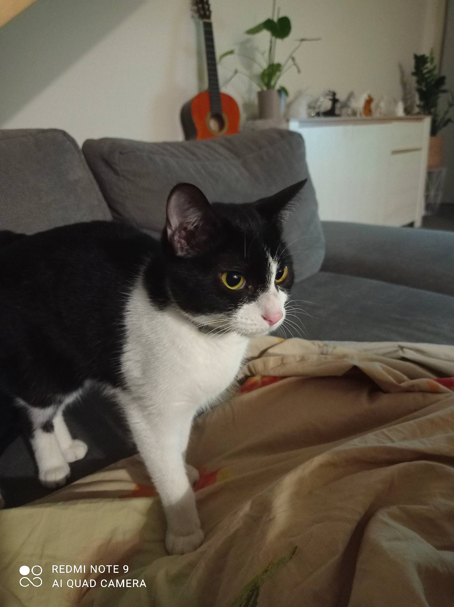 Max participe au concours pour gagner de l'argent avec cette photo : bedding, carnivore, cat, comfort, domestic_short_haired_cat, felidae, flowerpot, fur, grey, houseplant, linens, paw, plant, room, slipcover, small_to_medium_sized_cats, tail, whiskers