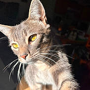 Pebbles is registered to the contest to win money with this photo: cat, close_up, whiskers, golden_eyes, sunlight, feline, pet, curious, domestic_animal, portrait, indoor, fur, animal, mammal, cute, looking_away, face, ears, tabby, focus