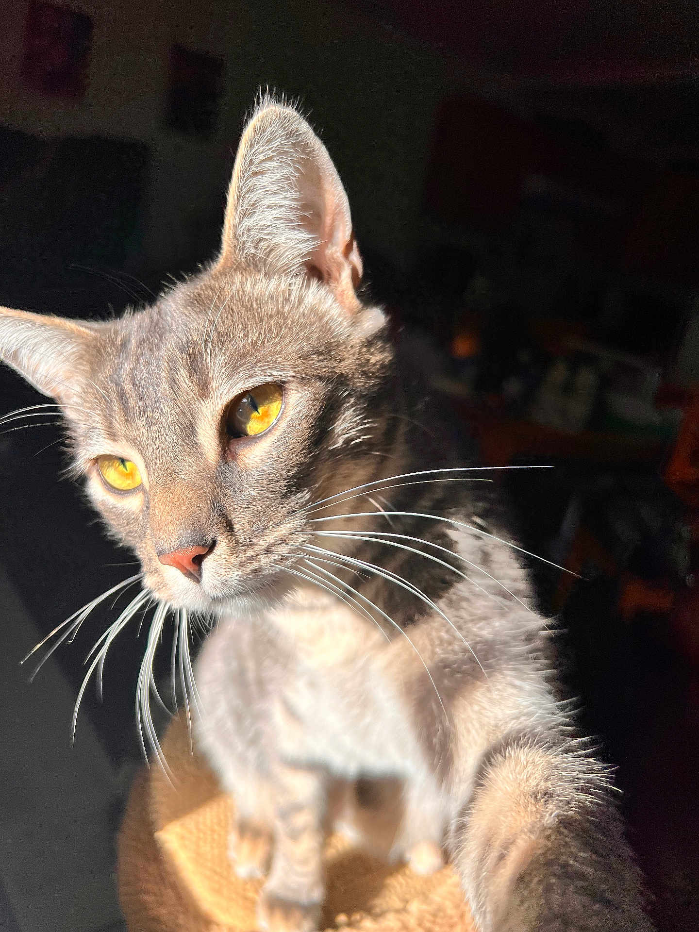 Pebbles