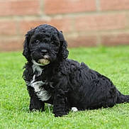 Oreo joined the competition — help win amazing prizes! puppy, dog, black_dog, white_patch, grass, lawn, outdoor, pet, cute, fur, animal, young_dog, sitting, greenery, brick_wall, portrait, canine, nature, small_dog, adorable