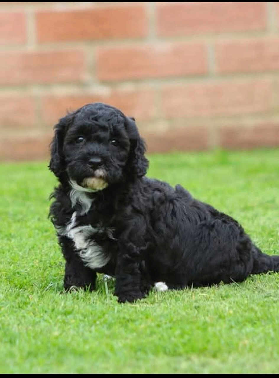 Oreo joined the competition — help win amazing prizes! puppy, dog, black_dog, white_patch, grass, lawn, outdoor, pet, cute, fur, animal, young_dog, sitting, greenery, brick_wall, portrait, canine, nature, small_dog, adorable