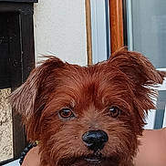 Lenny a rejoint le concours — aidez-le/la à gagner de superbes lots ! dog, brown_dog, pet, scruffy_fur, hand, person, window, indoor, calm, attentive, mammal, animal, closeup, portrait, furry, cute, domestic_animal, companion, resting, human_hand
