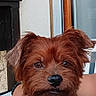 dog, brown_dog, pet, scruffy_fur, hand, person, window, indoor, calm, attentive, mammal, animal, closeup, portrait, furry, cute, domestic_animal, companion, resting, human_hand