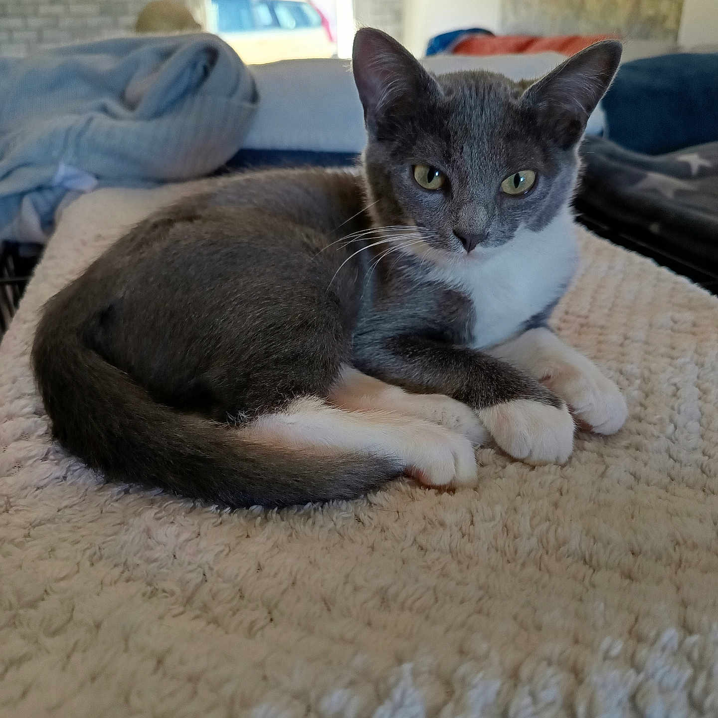 Bella a rejoint le concours — aidez-le/la à gagner de superbes lots ! abyssinian, animal, architecture, blanket, building, car, cat, couch, furniture, homedecor, indoors, kitten, livingroom, machine, manx, person, pet, transportation, vehicle, wheel