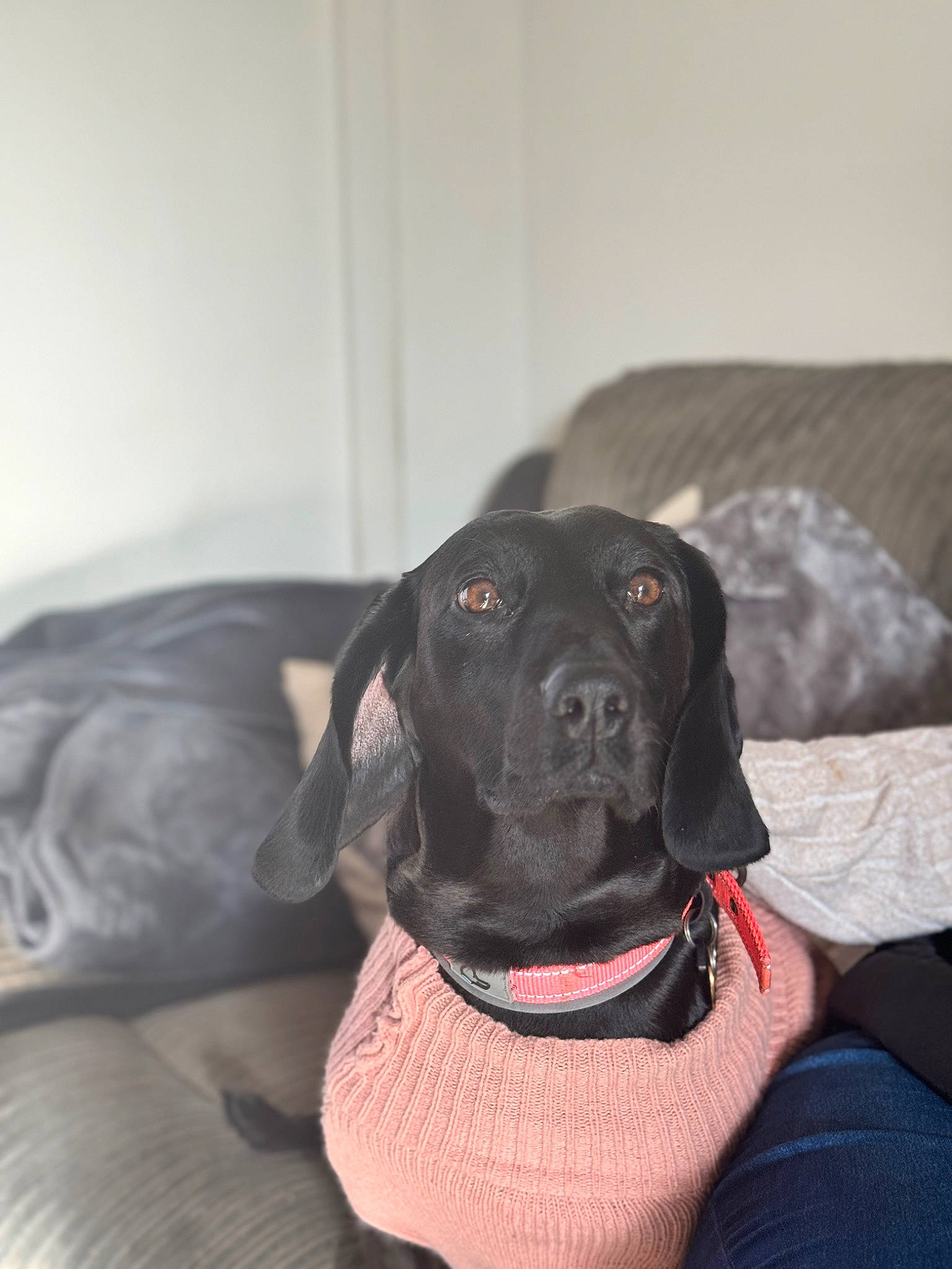 Poppy is registered to the contest to win money with this photo: borador, canidae, carnivore, collar, comfort, companion_dog, dog, dog_breed, dog_collar, dog_supply, fawn, fur, grey, gun_dog, liver, pet_supply, snout, sporting_group, whiskers, working_animal