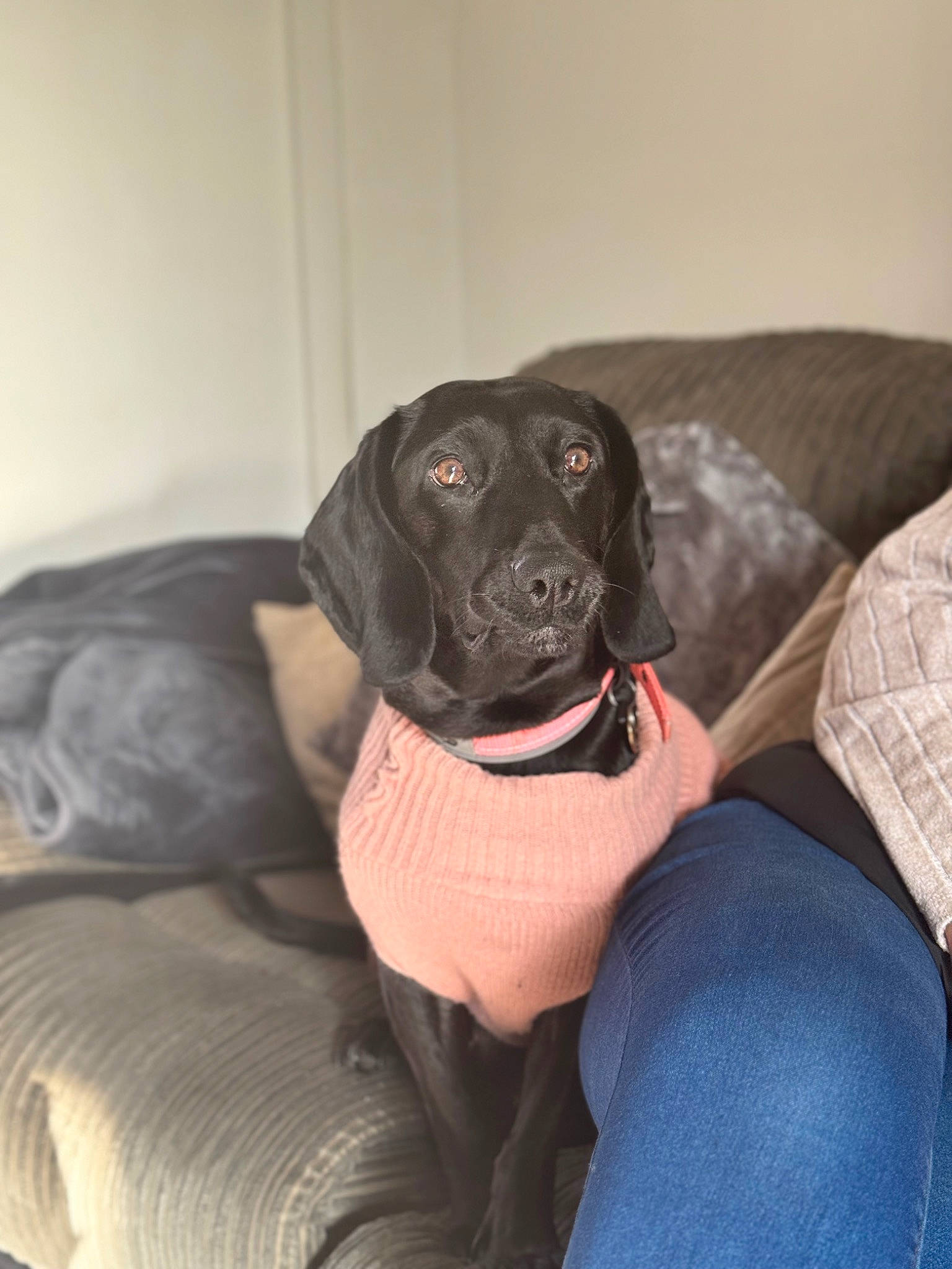 Poppy joined the competition — help win amazing prizes! borador, canidae, carnivore, comfort, companion_dog, dog, dog_breed, dog_collar, dog_supply, fur, grey, gun_dog, labrador_retriever, liver, retriever, sitting, snout, sporting_group, whiskers, working_animal
