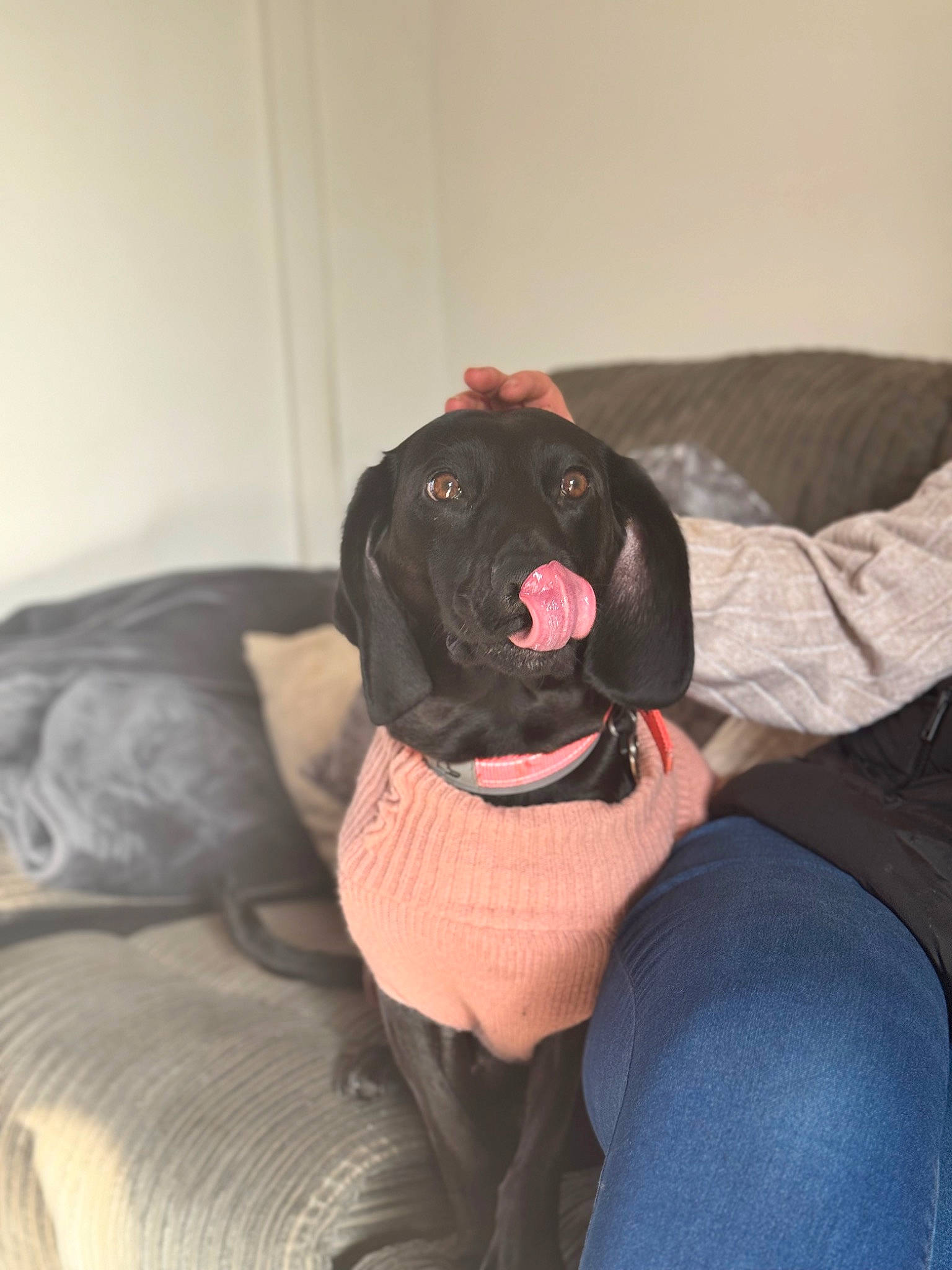 Poppy joined the competition — help win amazing prizes! borador, canidae, carmine, carnivore, comfort, companion_dog, couch, dog, dog_breed, dog_supply, fawn, flooring, fur, guard_dog, liver, magenta, retriever, sitting, sporting_group, working_animal