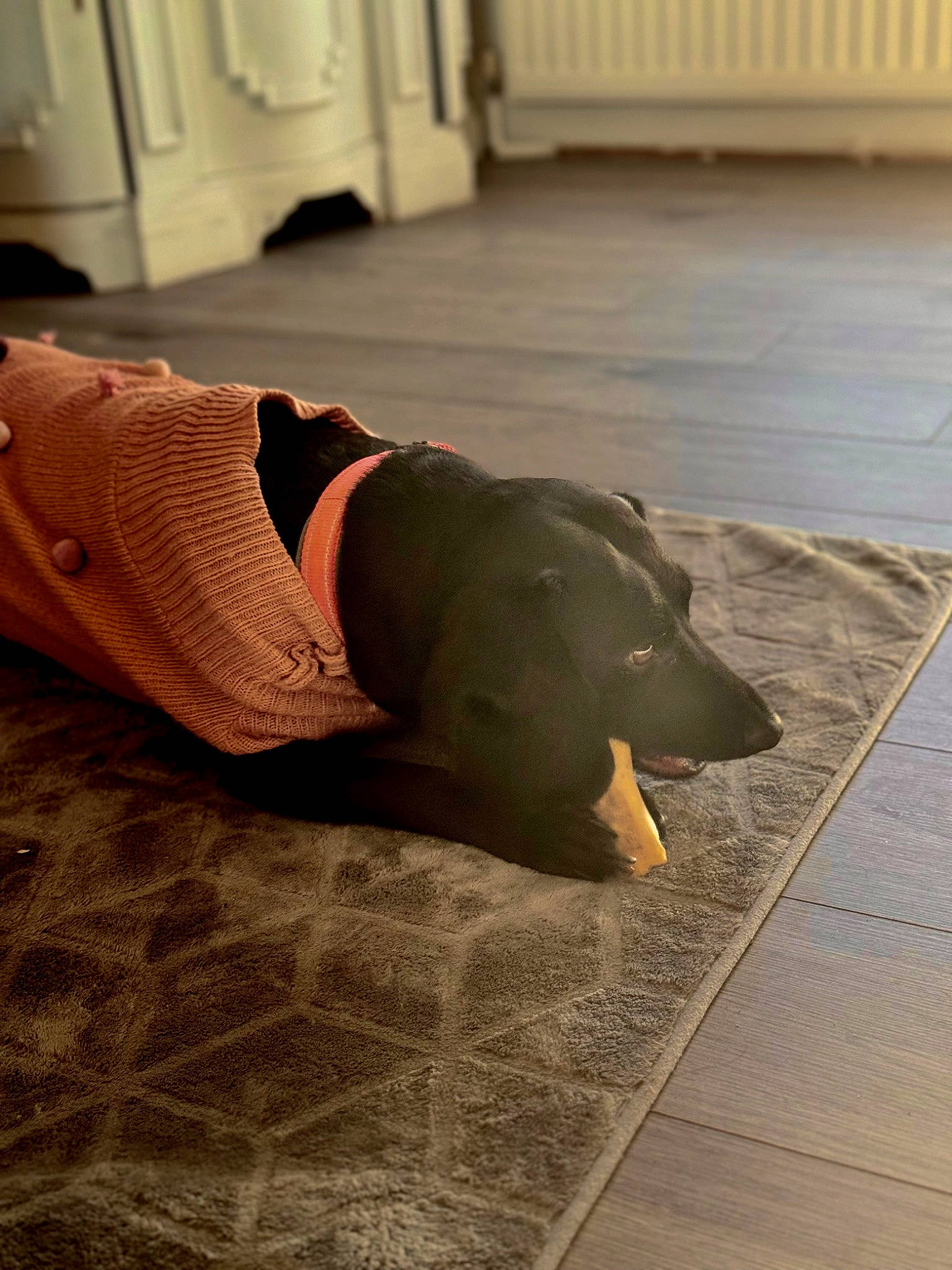 Poppy is registered to the contest to win money with this photo: canidae, carnivore, comfort, companion_dog, dog, dog_breed, fawn, floor, flooring, grey, hardwood, human_leg, laminate_flooring, snout, sporting_group, tail, tints_and_shades, wood, wood_flooring, working_animal