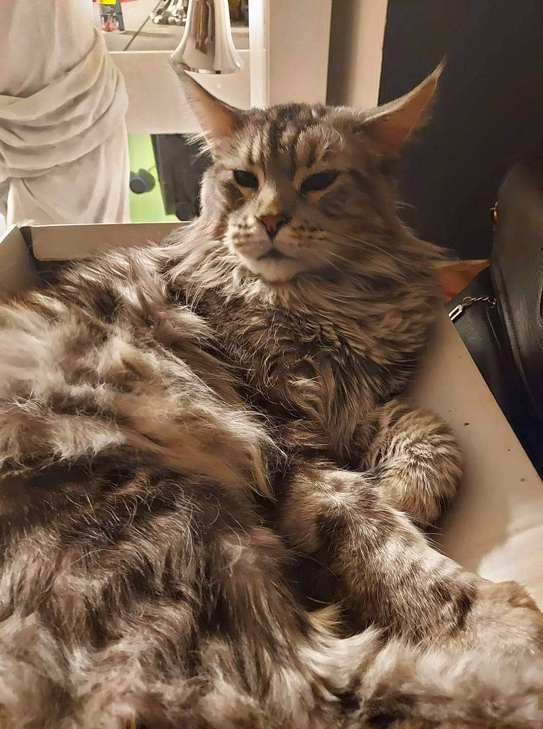 Neptune a rejoint le concours — aidez-le/la à gagner de superbes lots ! bed, british_longhair, carnivore, cat, claw, comfort, domestic_short_haired_cat, fawn, felidae, fur, paw, sitting, small_to_medium_sized_cats, snout, t_shirt, tail, terrestrial_animal, whiskers