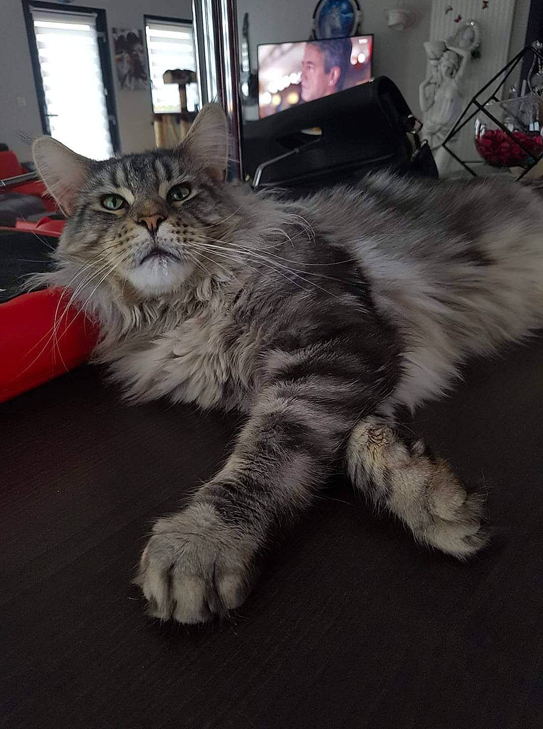 Neptune participe au concours pour gagner de l'argent avec cette photo : carnivore, cat, claw, comfort, domestic_short_haired_cat, event, felidae, flooring, fur, maine_coon, metal, paw, sitting, small_to_medium_sized_cats, snout, tail, terrestrial_animal, whiskers