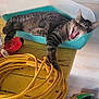 tabby_cat, cat, yawning, plastic_container, yellow_table, extension_cord, coil, garden_supplies, bag, wooden_floor, indoor, relaxed, pet, animal, striped, feline, resting, paw, ears, mouth_open