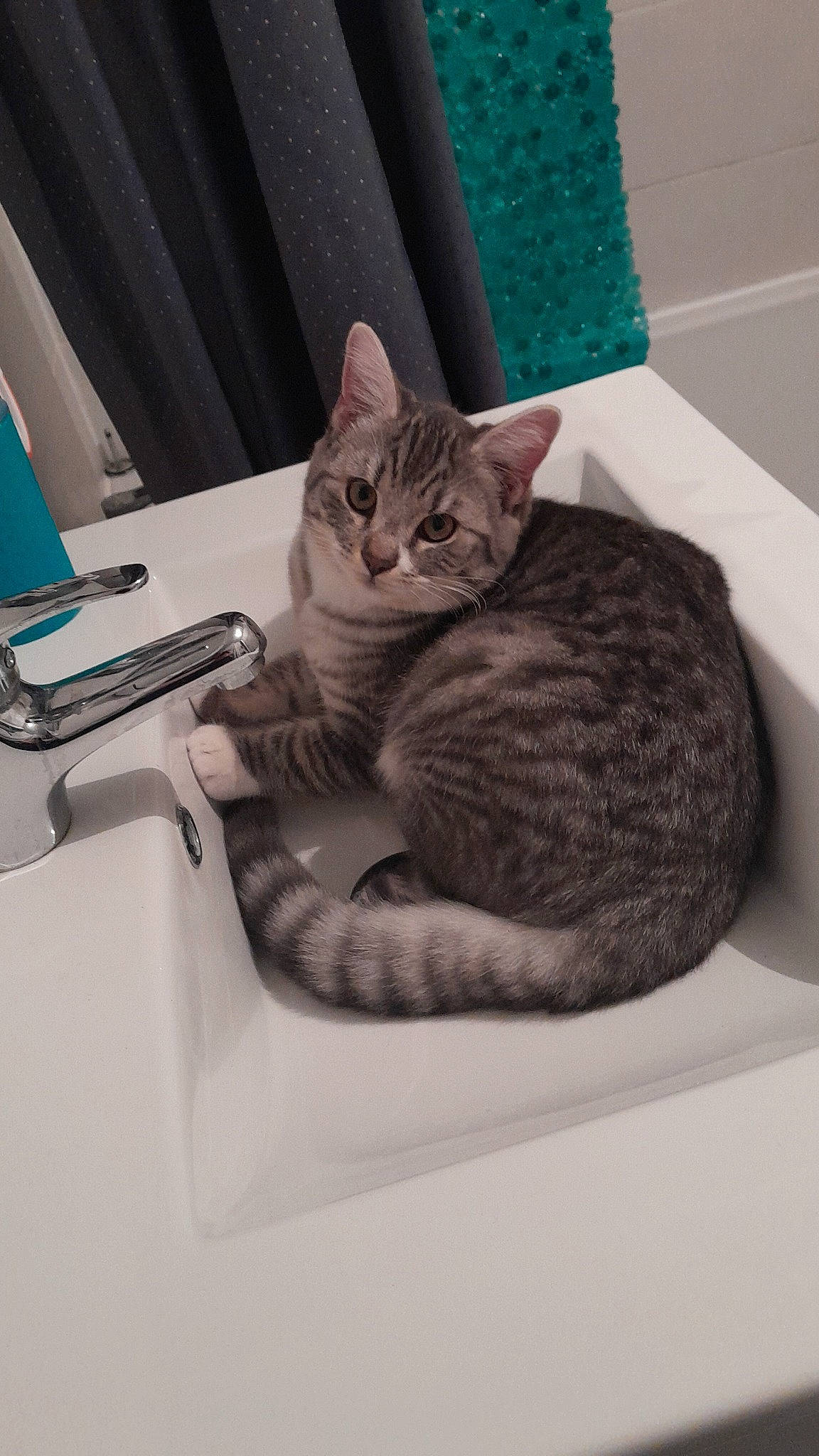 Iron participe au concours pour gagner de l'argent avec cette photo : carnivore, cat, comfort, computer_keyboard, domestic_short_haired_cat, felidae, fur, office_supplies, paw, personal_computer, plumbing_fixture, sitting, small_to_medium_sized_cats, whiskers