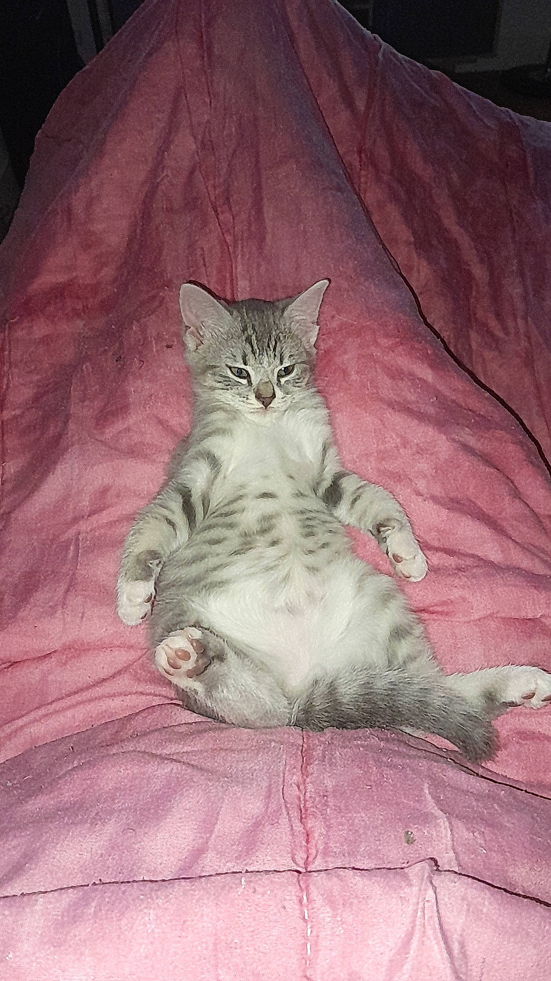 Iron participe au concours pour gagner de l'argent avec cette photo : bed, bed_sheet, bedding, carnivore, cat, claw, comfort, domestic_short_haired_cat, fawn, felidae, fur, grey, linens, paw, sitting, sleeve, small_to_medium_sized_cats, snout, tail, whiskers