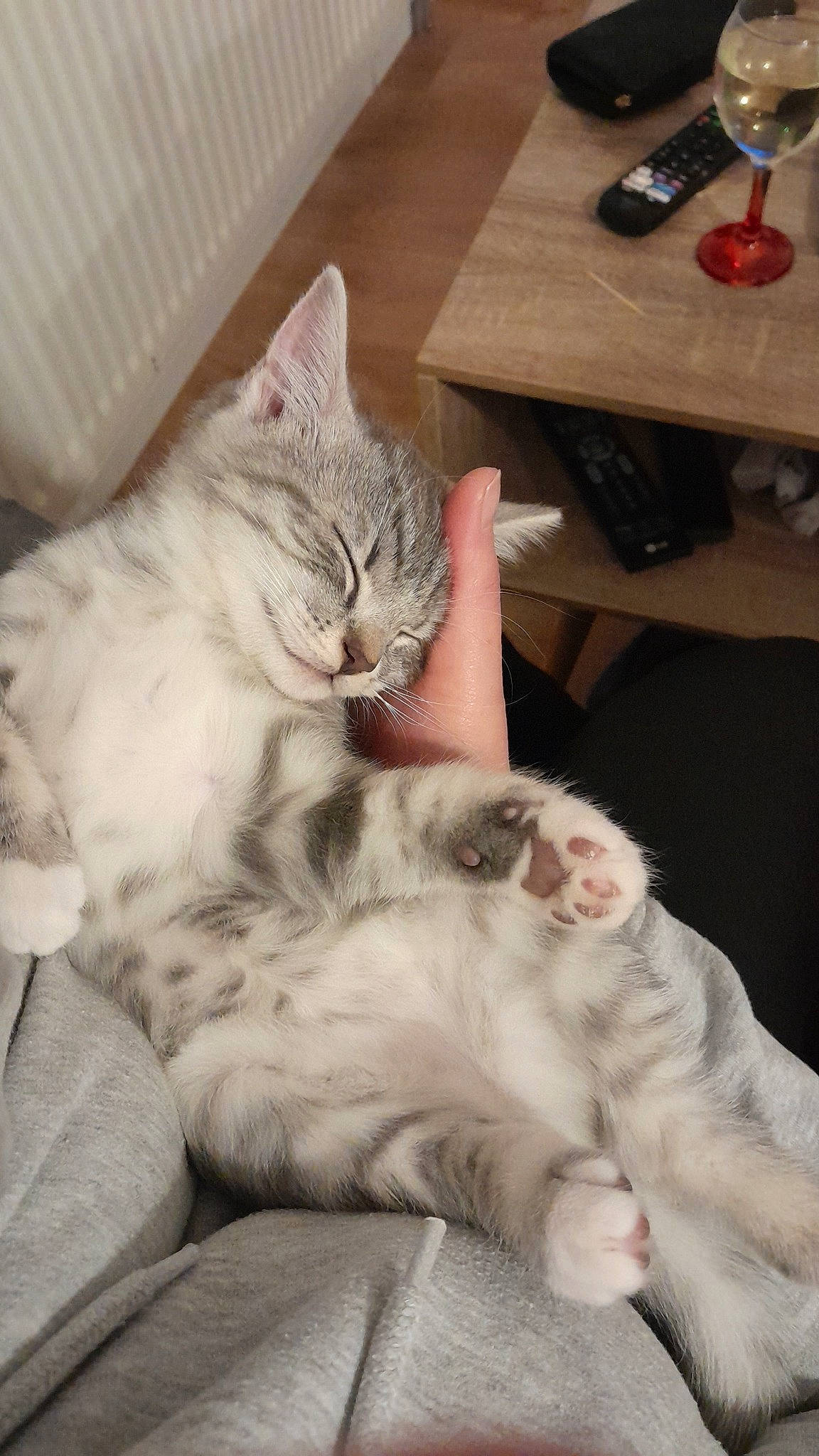 Iron a rejoint le concours — aidez-le/la à gagner de superbes lots ! carnivore, cat, claw, comfort, domestic_short_haired_cat, felidae, fur, lap, nap, paw, sleep, small_to_medium_sized_cats, table, tableware, tail, whiskers, wine_glass