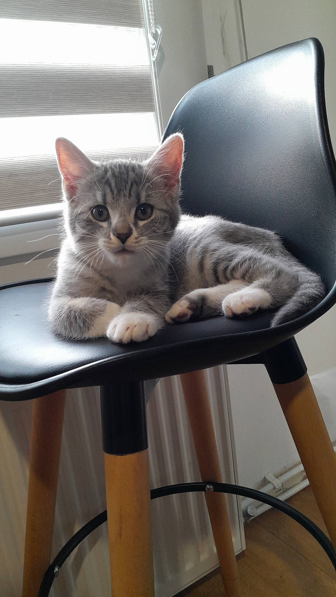 Iron a rejoint le concours — aidez-le/la à gagner de superbes lots ! carnivore, cat, chair, comfort, domestic_short_haired_cat, felidae, fur, furniture, grey, metal, outdoor_furniture, paw, sitting, small_to_medium_sized_cats, snout, table, tail, whiskers, window, wood