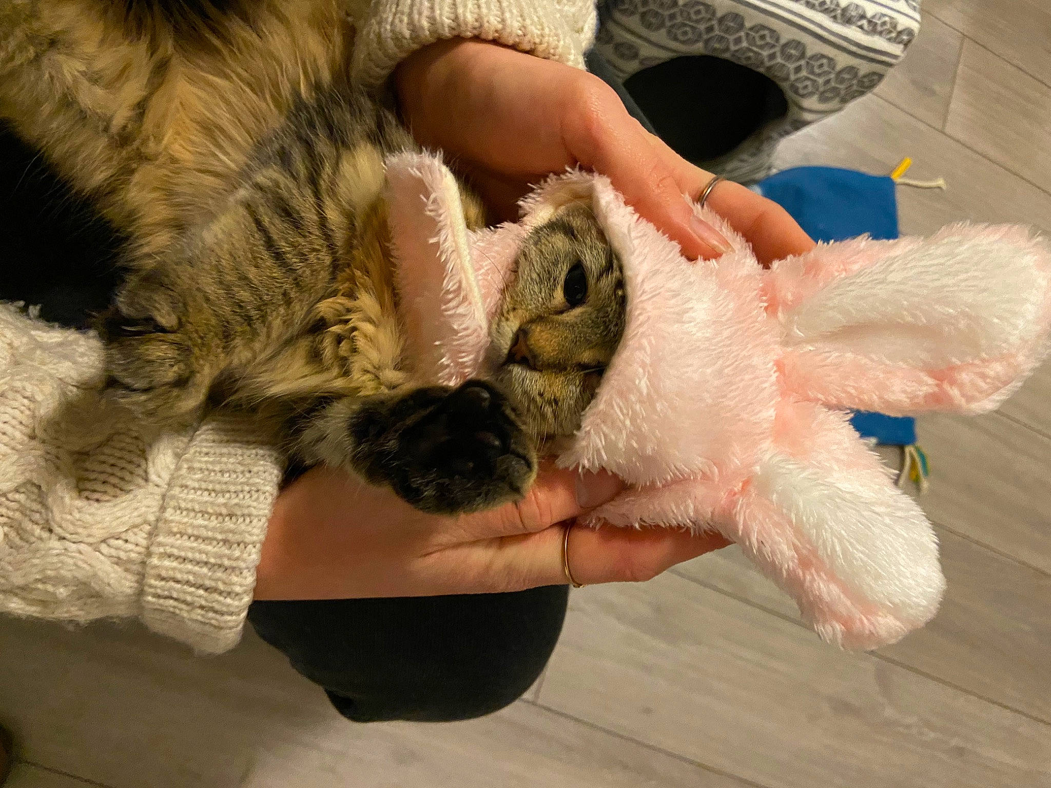 June a rejoint le concours — aidez-le/la à gagner de superbes lots ! barn_owl, cat, claw, domestic_short_haired_cat, fawn, felidae, finger, fur, gesture, hand, nail, paw, rodent, small_to_medium_sized_cats, snout, stuffed_toy, tail, toy, whiskers, wildlife_biologist