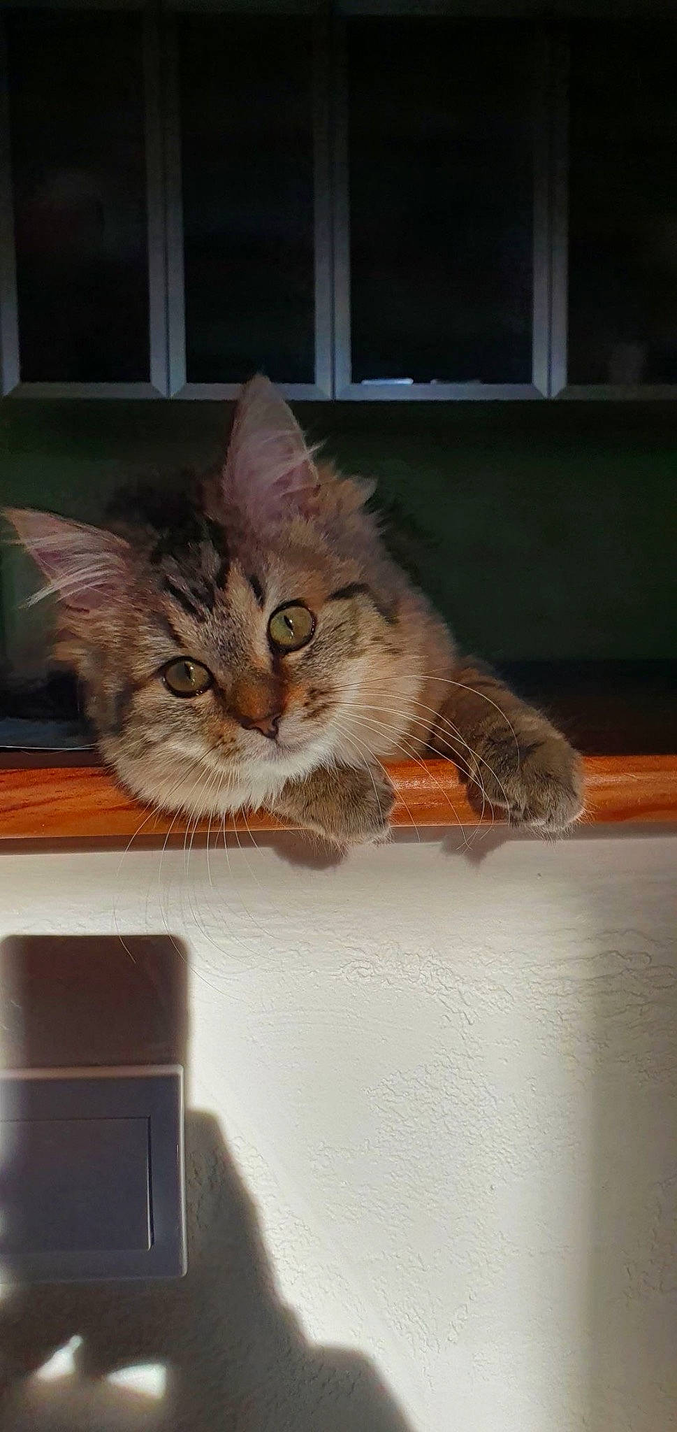 June participe au concours pour gagner de l'argent avec cette photo : box, cardboard, carnivore, cat, computer_monitor, domestic_short_haired_cat, drawer, felidae, fur, mammal, paw, plant, shelf, small_to_medium_sized_cats, snout, tail, vertebrate, whiskers, window, wood