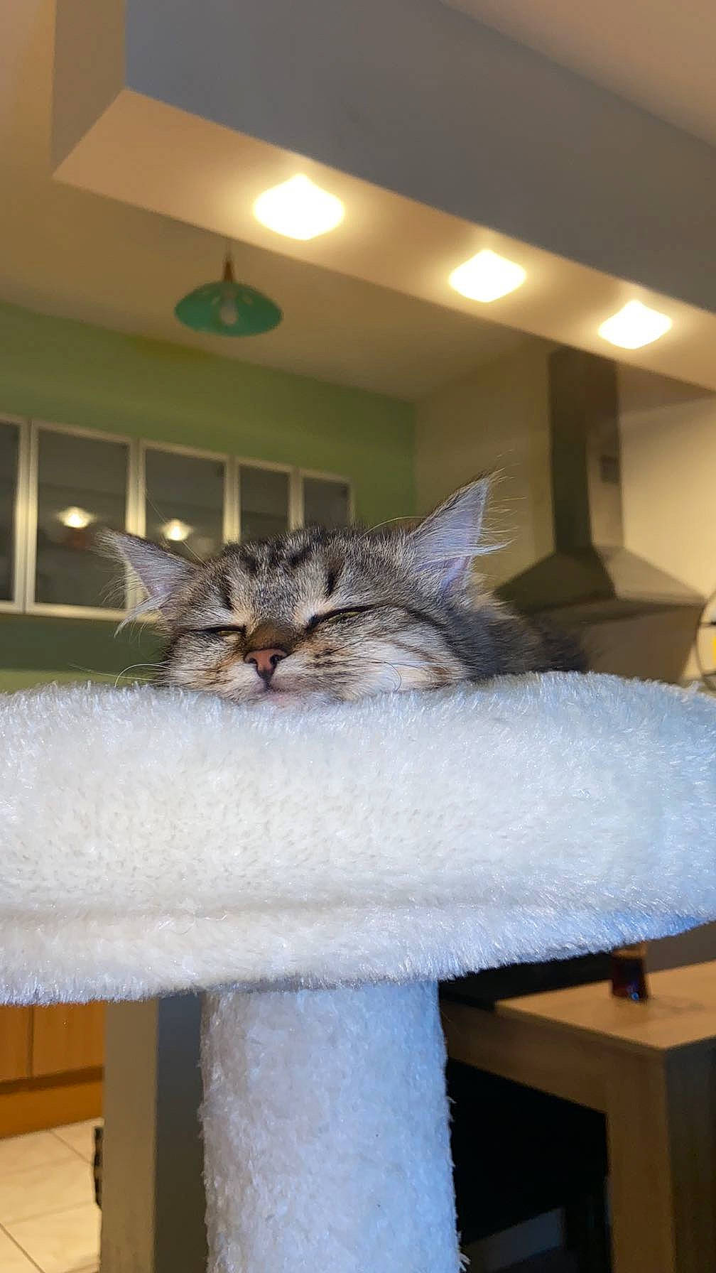 June participe au concours pour gagner de l'argent avec cette photo : carnivore, cat, ceiling, chair, comfort, couch, domestic_short_haired_cat, door, felidae, fur, grey, hardwood, house, interior_design, room, small_to_medium_sized_cats, tail, whiskers, window, wood