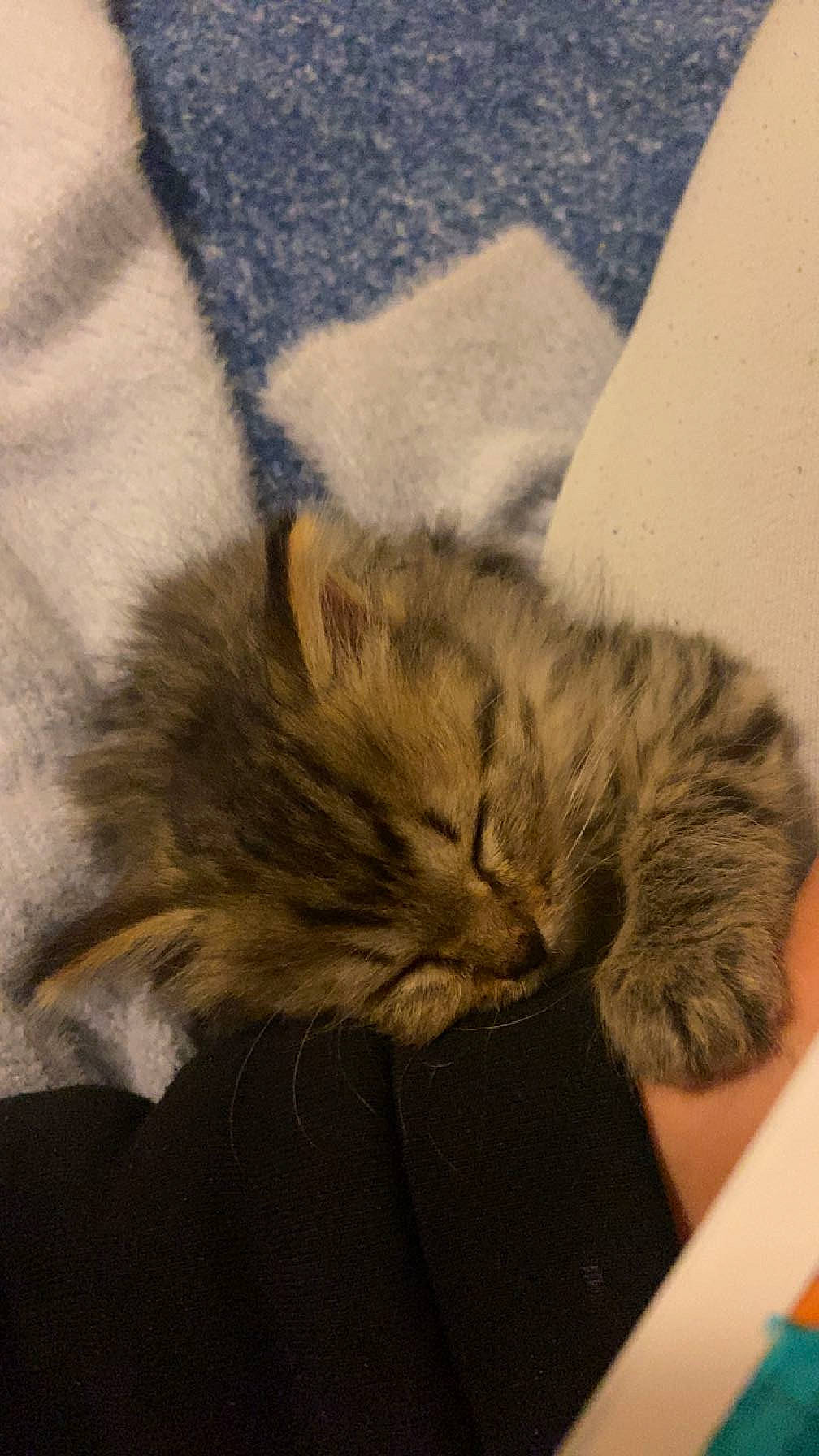 June a rejoint le concours — aidez-le/la à gagner de superbes lots ! british_longhair, canidae, carnivore, cat, claw, comfort, domestic_short_haired_cat, fawn, felidae, flooring, fur, grey, human_leg, nap, paw, sleep, small_to_medium_sized_cats, snout, tail, whiskers