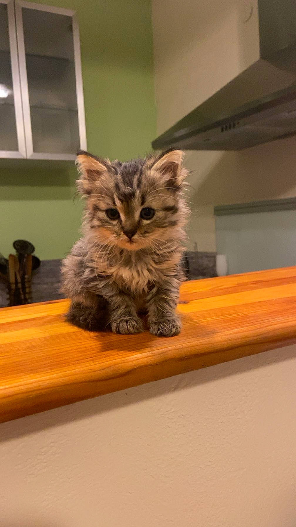 June a rejoint le concours — aidez-le/la à gagner de superbes lots ! art, carnivore, cat, chair, claw, domestic_short_haired_cat, fawn, felidae, flooring, fur, hardwood, plant, small_to_medium_sized_cats, snout, tail, terrestrial_animal, whiskers, window, wood, wood_stain