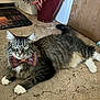 animal, bow_tie, carpet, cat, cozy, cute, decor, door, dried_plants, floor, furniture, furry, green_eyes, home, indoor, pet, relaxed, striped, tabby, vase