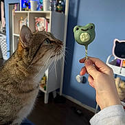 Rebel is registered to the contest to win money with this photo: cat, tabby_cat, whiskers, lollipop, hand, human_hand, bookshelf, books, vase, flower, cup, toy, blue_wall, bedroom, shelf, furniture, floor, closeup, profile, curious