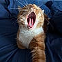 Rebel is registered to the contest to win money with this photo: cat, orange_tabby, yawning, tongue, teeth, whiskers, fur, paw, bed, bedspread, blue_bedspread, indoor, close_up, portrait, stretching, cozy, sleepy, pet, feline, muzzle