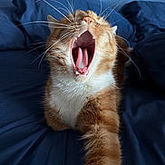 Bulliet is registered to the contest to win money with this photo: cat, orange_tabby, yawning, tongue, teeth, whiskers, fur, paw, bed, bedspread, blue_bedspread, indoor, close_up, portrait, stretching, cozy, sleepy, pet, feline, muzzle