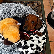 Blacky a rejoint le concours — aidez-le/la à gagner de superbes lots ! dog, dachshund, brown_dog, pet, animal, portrait, lying_down, floppy_ears, puppy, wearing_clothes, striped_shirt, plush_toy, stuffed_animal, blanket, cow_print, dog_bed, rug, tile_floor, indoor, cozy