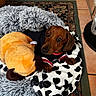 dog, dachshund, brown_dog, pet, animal, portrait, lying_down, floppy_ears, puppy, wearing_clothes, striped_shirt, plush_toy, stuffed_animal, blanket, cow_print, dog_bed, rug, tile_floor, indoor, cozy