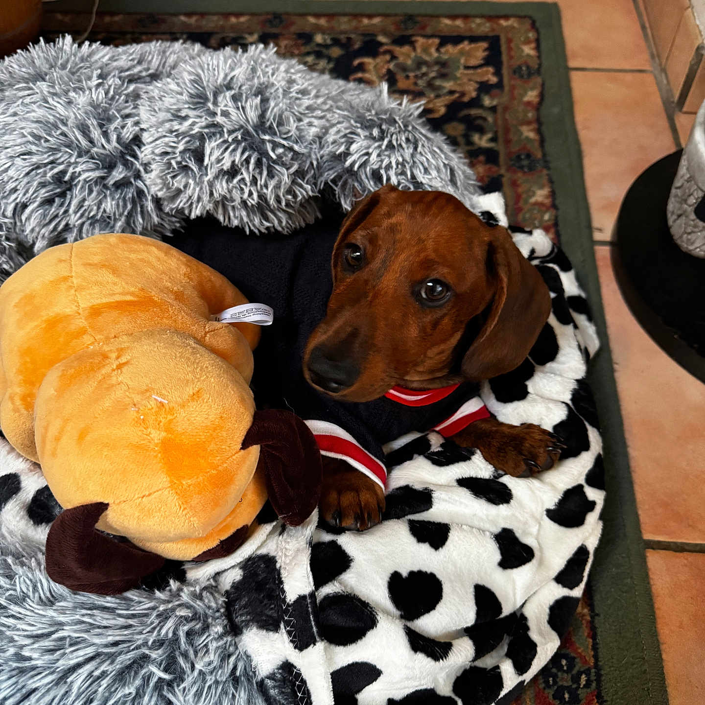 Blacky a rejoint le concours — aidez-le/la à gagner de superbes lots ! dog, dachshund, brown_dog, pet, animal, portrait, lying_down, floppy_ears, puppy, wearing_clothes, striped_shirt, plush_toy, stuffed_animal, blanket, cow_print, dog_bed, rug, tile_floor, indoor, cozy