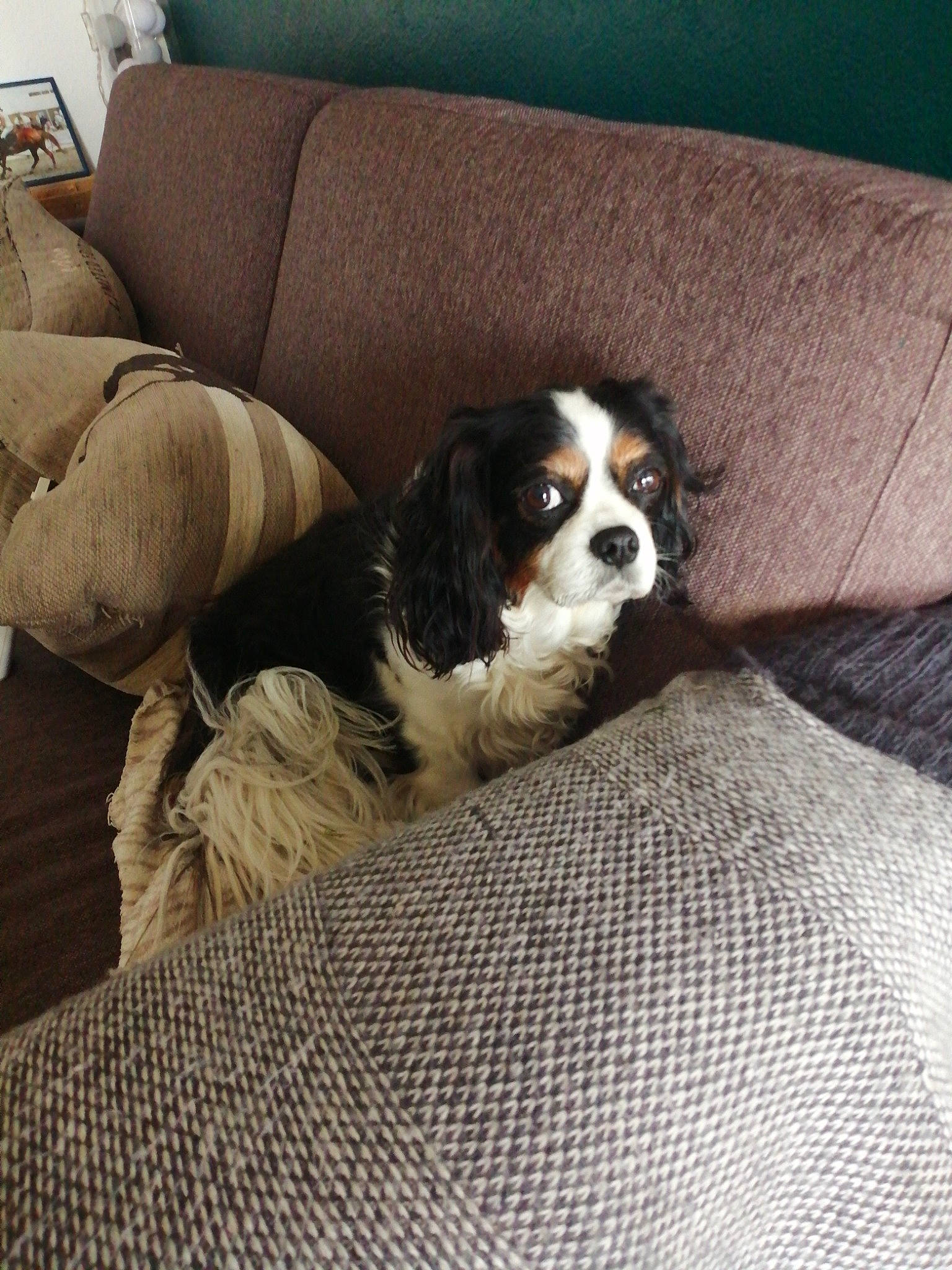 Guiness a rejoint le concours — aidez-le/la à gagner de superbes lots ! bored, canidae, carnivore, comfort, companion_dog, couch, dog, dog_breed, flooring, fur, king_charles_spaniel, linens, mammal, snout, spaniel, sporting_group, terrestrial_animal, tints_and_shades, toy_dog, working_animal